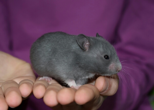 Tatínek Jerry