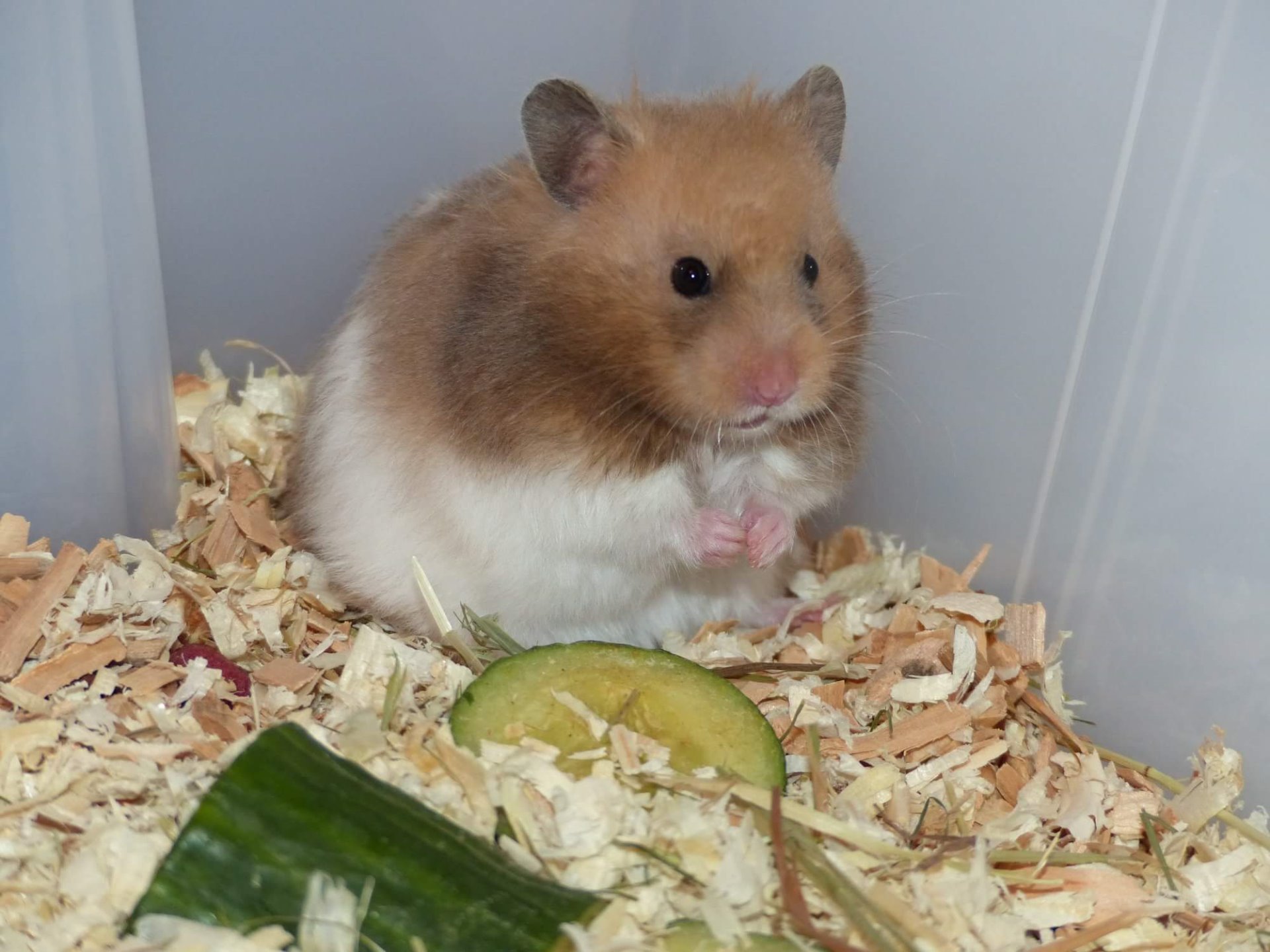 Pamelka Doux Amour's