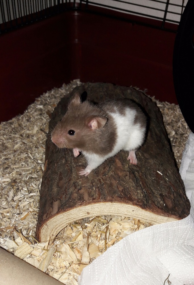 Bucifálek Twoo Theeth