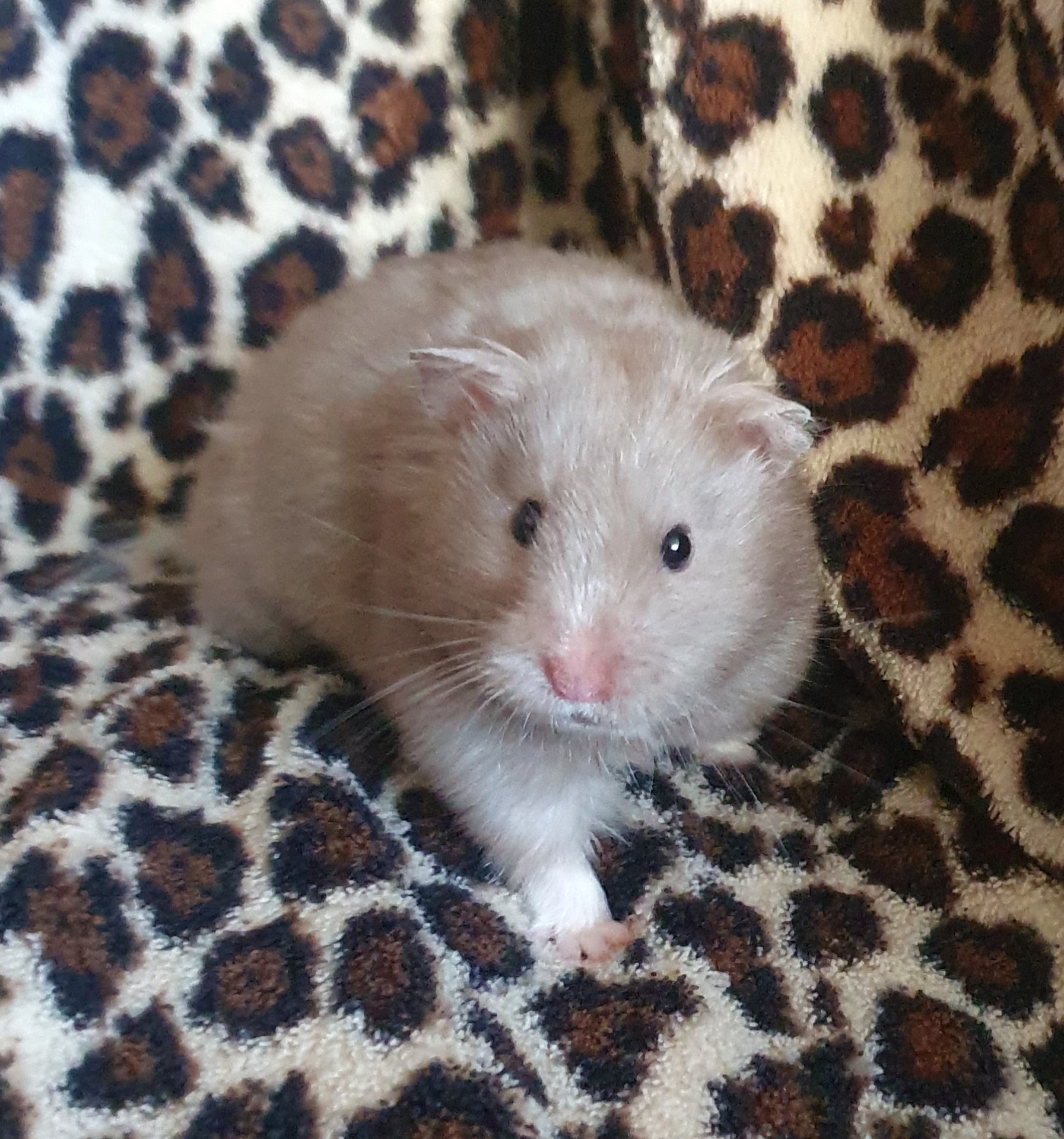 Žofinka of Gemini Hamsters