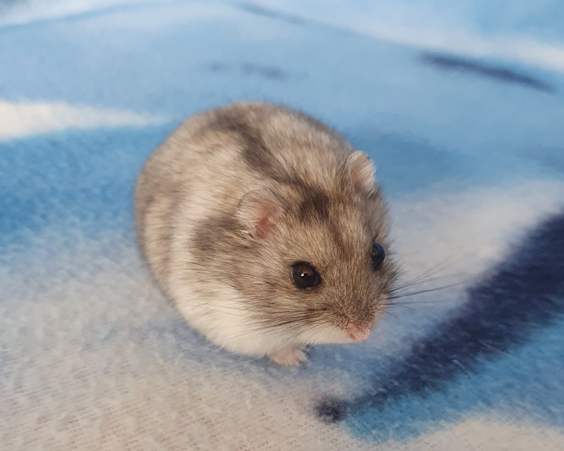 Alex Mazlíček z Brna 